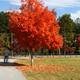 Illustration for article titled Shooting Challenge Fall Leaves Gallery 8